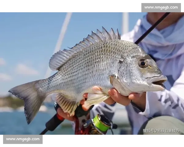 岱山海钓者意外发现：不同鱼类竟有独特 “语言”，百年渔谚暗藏声学密码